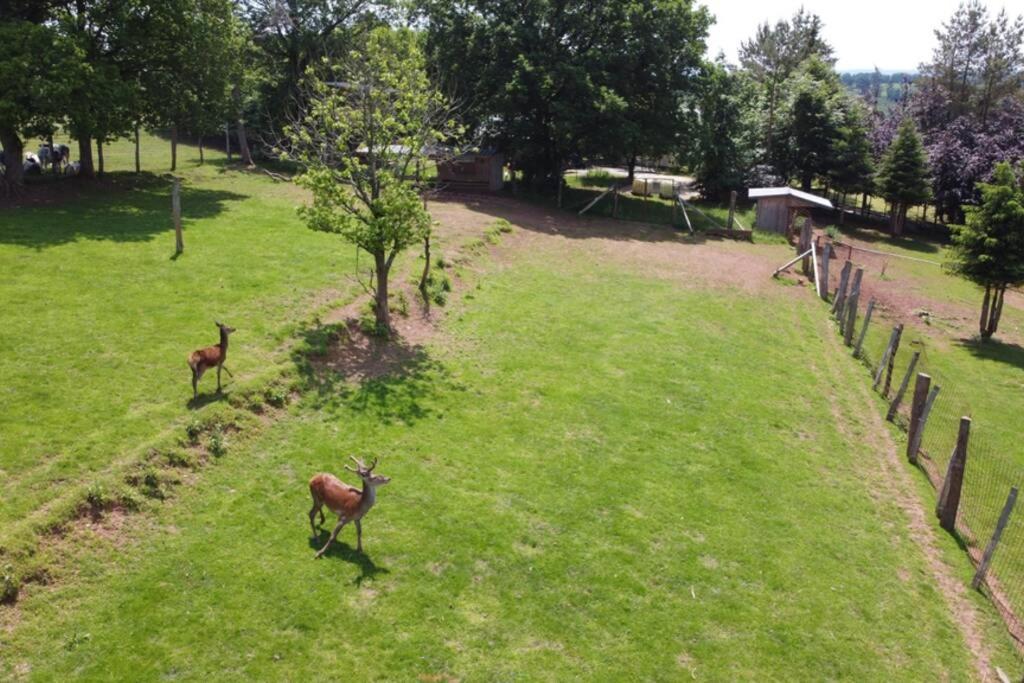 Le Grand Cerf 25 Pers, Malmedy- Chalet Rustique, Jardin Buitenkant foto